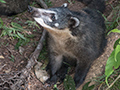 South American Coati, Iguaz National Park, Argentina