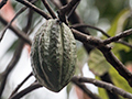 Cocoa Bean Pod, Ubatuba, Brazil