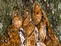 Cocoons, Iguaz National Park, Argentina