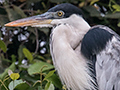 Cocoi Heron, Cuiab River, Porto Jofre, Brazil