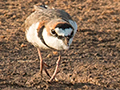 Collared Plover, Cuiab River, Porto Jofre, Brazil