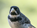 Double-collared Seedeater, Hotel do Ype,  Parque Nacional do Itatiaia, Brazil