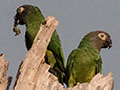 Dusky-headed Parakeet, Pousada Currupira das Araras, Brazil