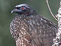 Dusky-legged Guan, Hotel do Ype, Parque Nacional do Itatiaia, Brazil and Jonass Feeders, Folha Seca Road, Ubatuba, Brazil