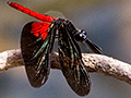 Red and Black Dragonfly, Pixiam River, Brazil