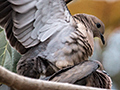 Mating Eared Doves, Foz do Iguau, Brazil