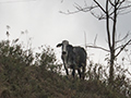 Farm Scene, en route So Gotardo to Ubatuba, Brazil