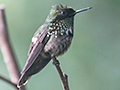 Festive Coquette, Ubatuba, Brazil