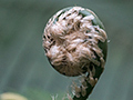 Fern, Ubatuba, Brazil