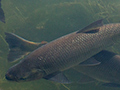 Fish Pond, Pousada Jardim da Amazonia, Brazil