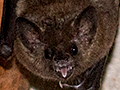 Fruit Bat, Jaguar Lodge, Brazil