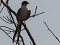 Fork-tailed Flycatcher, Near Pousada Jardim da Amazonia, Brazil