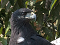 Great Black Hawk, Hotel Pantanal Norte, Porto Jofre, Brazil