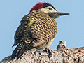 Green-barred Woodpecker, Piuval Lodge, Brazil