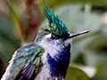 Green-crowned Plovercrest, Agulhas Negras Road, Itatiaia NP, Brazil