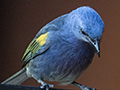 Golden-chevroned Tanager, Hotel do Ype,  Parque Nacional do Itatiaia, Brazil