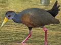 Gray-cowled Wood-Rail, Piuval Lodge, Brazil