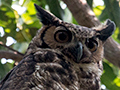 Great Horned Owl, Transpantaneira Highway, Brazil