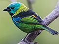 Green-headed Tanager at Christian & Tatiana Spencer (artists), Parque Nacional do Itatiaia, Brazil