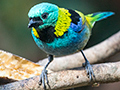 Green-headed Tanager, Jardin de los Picaflores, Puerto Iguaz, Argentina