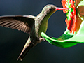 Gilded Hummingbird, Jardin de los Picaflores, Puerto Iguaz, Argentina