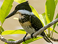 Green Kingfisher, Pixiam River, Brazil