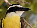 Great Kiskadee, Piuval Lodge, Brazil