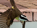 Great Kiskadee, Parque Nacional do Iguau, Brazil