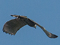 Gray-lined Hawk, Pousada Jardim da Amazonia, Brazil