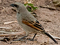 Grayish Baywing (Bay-winged Cowbird), Piuval Lodge, Brazil