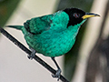 Green Honeycreeper, En Route Caraguatatuba to Ubatuba, Brazil