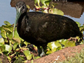 Green Ibis, Transpantaneira Highway, Brazil