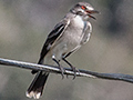 Gray Monjita, Pousada Currupira das Araras, Brazil