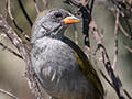 Great Pampa-Finch, Agulhas Negras Road, Itatiaia NP, Brazil