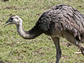 Greater Rhea, Piuval Lodge, Brazil