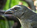 Grayish Saltator, Pantanal Mato Grosso Lodge, Brazil