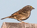 Grassland Sparrow, Pousada Jardim da Amazonia, Brazil