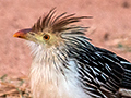 Guira Cuckoo, Piuval Lodge, Brazil