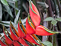 Heliconia, Itamambuca (Dirt Road), Brazil