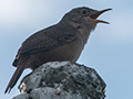 House Wren, Hotel do Ype,  Parque Nacional do Itatiaia, Brazil