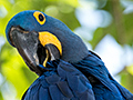 Hyacinth Macaw, Hotel Pantanal Norte, Porto Jofre, Brazil