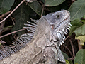 Green Iguana, Pixiam River, Brazil