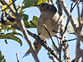 Itatiaia Spinetail (Itatiaia Thistletail), Agulhas Negras Road, Itatiaia NP, Brazil