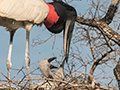 Nesting Jabiru, Pantanal Mato Grosso Lodge, Brazil