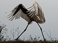 Jabiru, Pixiam River, Brazil