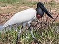 Jabiru, Piuval Lodge, Brazil