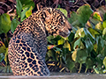 Jaguar, Cuiab River, Porto Jofre, Brazil