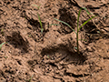 Jaguar Footprint, Iguaz National Park, Argentina