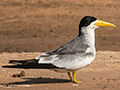 Large-billed Tern, Cuiab River, Porto Jofre, Brazil