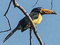 Lettered Aracari, Pousada Currupira das Araras, Brazil